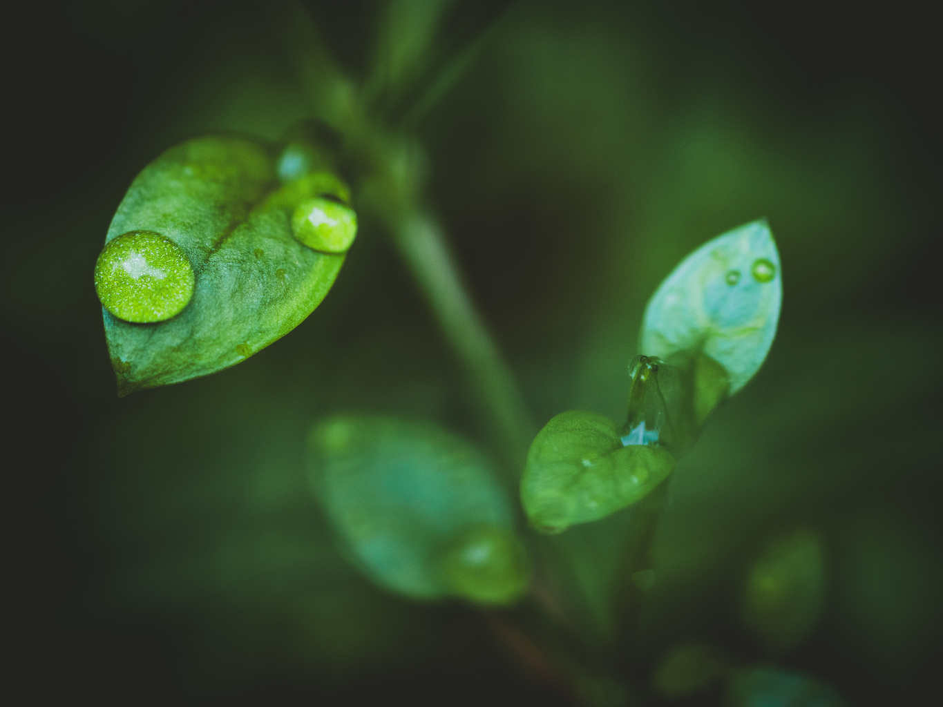 image of a leaf